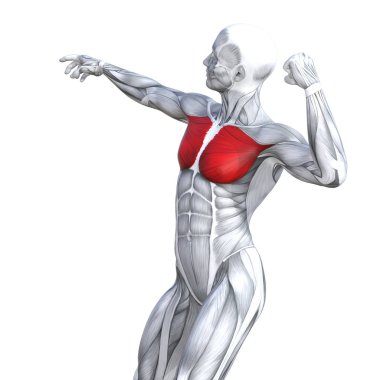 Kavram kavramsal 3d çizim göğüs uygun güçlü insan anatomisi veya anatomik ve jimnastik salonu kas vücut sağlığı tendonlar, abs, biyolojik, fitness tıp kas sistemi ile izole, beyaz arka planı