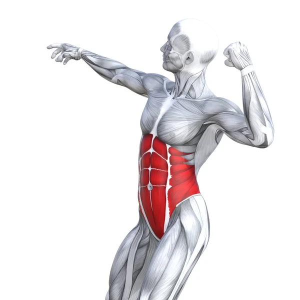 Concept Conceptuele Illustratie Borst Passen Sterke Menselijke Anatomie Anatomische Gym — Stockfoto