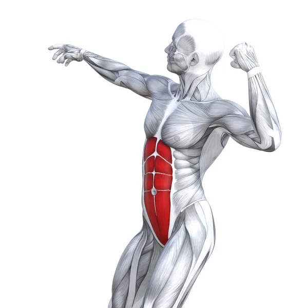 概念概念3D 例证胸部适合强壮的人体解剖或解剖和健身房肌肉隔离 白色背景为身体健康与肌腱 Abs 健身医疗肌肉系统 — 图库照片