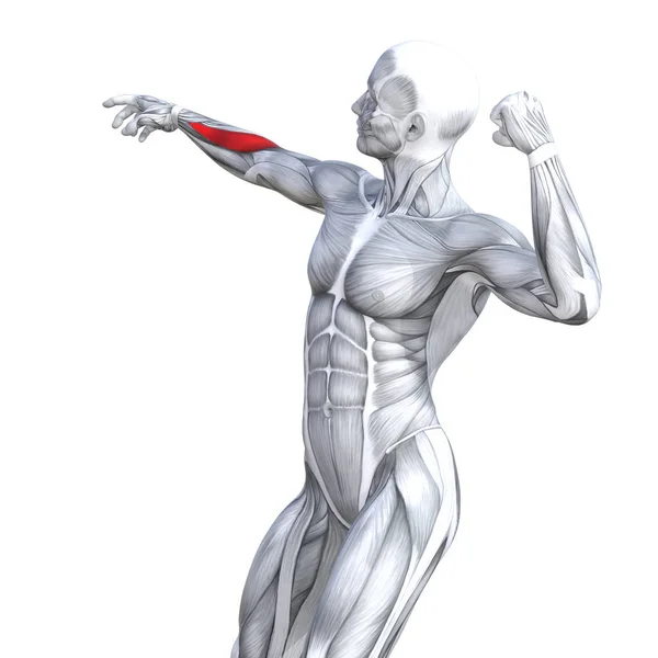 Concept Conceptuele Illustratie Borst Passen Sterke Menselijke Anatomie Anatomische Gym — Stockfoto