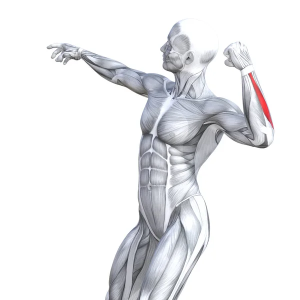 Concetto Concettuale Illustrazione Petto Forma Forte Anatomia Umana Muscolo Anatomico — Foto Stock