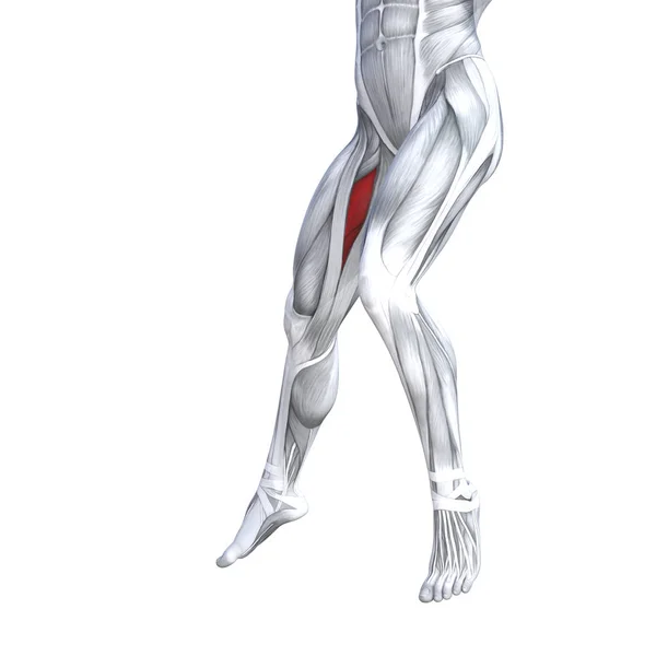 概念概念 图适合强前上部腿人体解剖学 人体医学健康肌腱脚和生物健身房健身肌肉系统解剖肌肉分离白色背景 — 图库照片