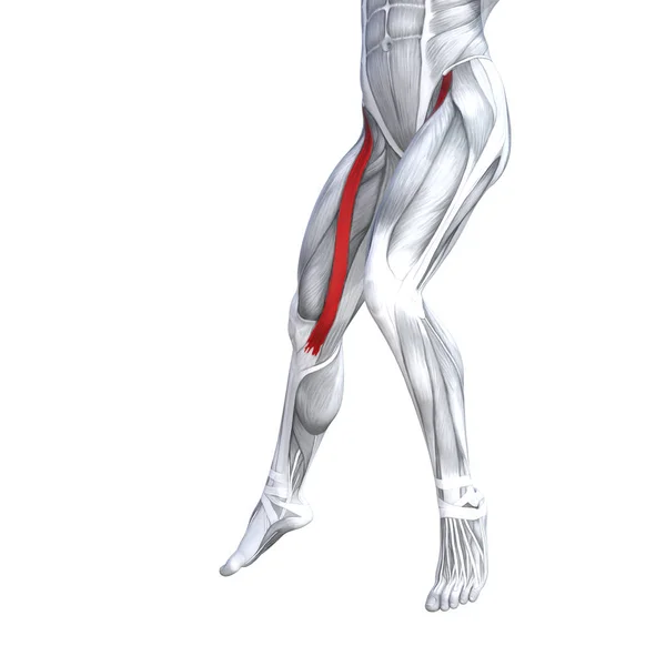 Концептуальна Ілюстрація Підходить Сильної Анатомії Верхньої Ноги Людини Анатомічного Яза — стокове фото