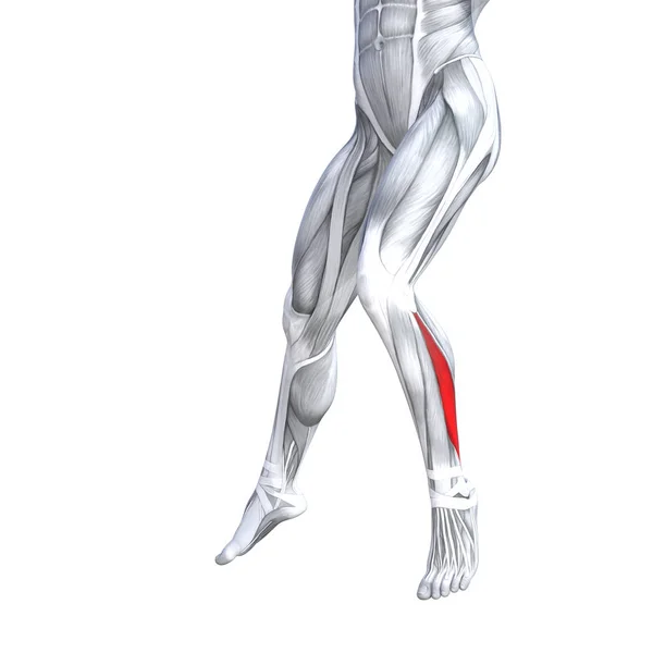 Koncept Ilustrace Hodí Silný Přední Spodní Nohy Lidské Anatomie Anatomické — Stock fotografie
