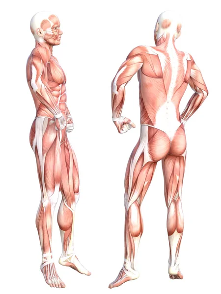 概念解剖学健康无皮人体肌肉系统设置 一个体格健壮的年轻人假扮成教育 健美运动 医学都是以白人为背景的 生物科学3D图解 — 图库照片