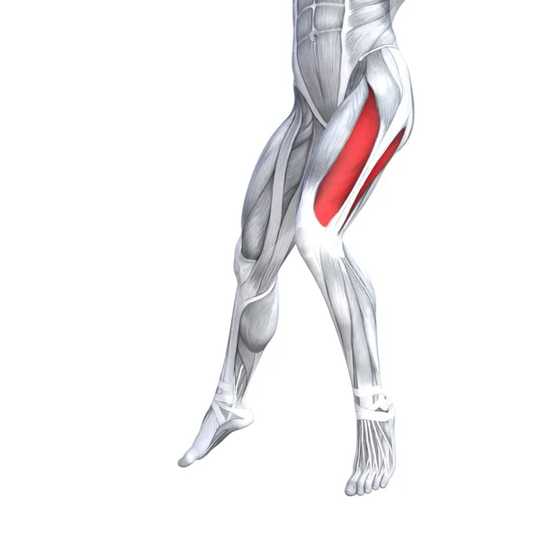 Концептуальна Ілюстрація Підходить Сильної Анатомії Верхньої Ноги Людини Анатомічного Яза — стокове фото