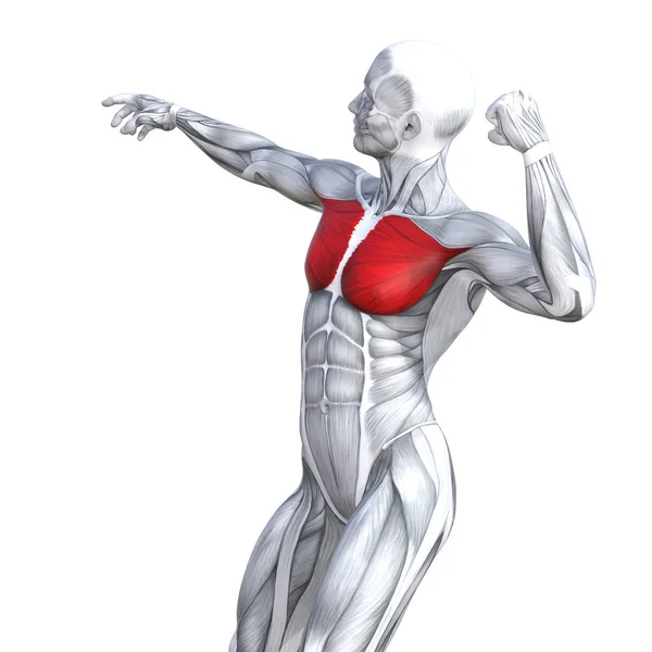 Концепция Концептуальной Иллюстрации Грудь Подходит Сильной Анатомии Человека Анатомической Тренажерный — стоковое фото