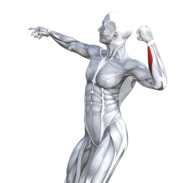 概念概念3D 例证胸部适合强壮的人体解剖或解剖和健身房肌肉隔离 白色背景为身体健康与肌腱 Abs 健身医疗肌肉系统 — 图库照片