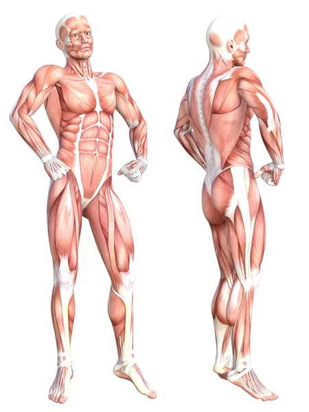 Conceptual anatomy healthy skinless human body muscle system set. Athletic young adult man posing for education, fitness sport, medicine isolated on white background. Biology science 3D illustration — Stock Photo, Image