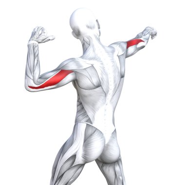 Güçlü insan anatomisi anatomik ve jimnastik salonu kas vücut sağlığı ile biyolojik tendonlar, omurga, fitness tıp kas sistemi için beyaz arka plan izole, kavramı kavramsal 3d çizim triceps uygun