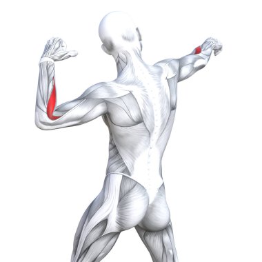 Kavram kavramsal 3d resimde arka güçlü insan anatomisi uygun veya anatomik ve jimnastik salonu kas vücut sağlığı ile biyolojik tendonlar, omurga, fitness tıp kas sistemi için izole, beyaz arka plan