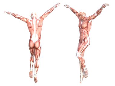 Kavramsal anatomi sağlıklı derisiz insan vücut kası seti. Eğitim için poz veren atletik genç bir adam, fitness sporu, beyaz arka planda izole edilmiş tıp. Biyoloji bilimi 3 boyutlu illüstrasyon
