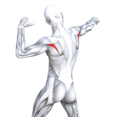 Kavram kavramsal 3d resimde arka güçlü insan anatomisi uygun veya anatomik ve jimnastik salonu kas vücut sağlığı ile biyolojik tendonlar, omurga, fitness tıp kas sistemi için izole, beyaz arka plan
