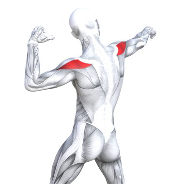 Güçlü insan anatomisi anatomik ve jimnastik salonu kas vücut sağlığı ile biyolojik tendonlar, omurga, fitness tıp kas sistemi için beyaz arka plan izole, kavramı kavramsal 3d çizim triceps uygun