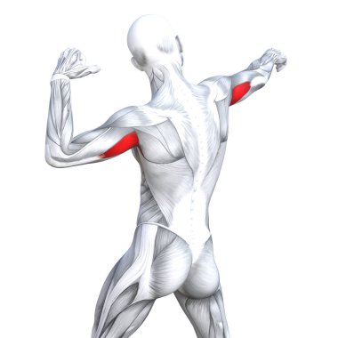 Güçlü insan anatomisi anatomik ve jimnastik salonu kas vücut sağlığı ile biyolojik tendonlar, omurga, fitness tıp kas sistemi için beyaz arka plan izole, kavramı kavramsal 3d çizim triceps uygun