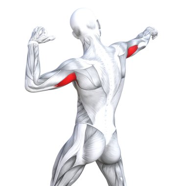 Concept conceptual 3D illustration triceps fit strong human anatomy anatomical and gym muscle isolated, white background for body health with biological tendons, spine, fitness medical muscular system clipart