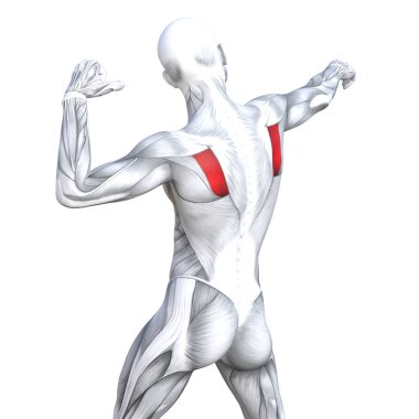 Kavram kavramsal 3d resimde arka güçlü insan anatomisi uygun veya anatomik ve jimnastik salonu kas vücut sağlığı ile biyolojik tendonlar, omurga, fitness tıp kas sistemi için izole, beyaz arka plan