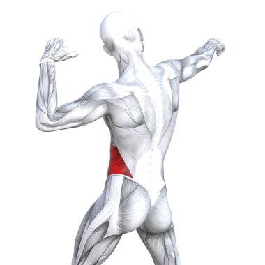Güçlü insan anatomisi anatomik ve jimnastik salonu kas vücut sağlığı ile biyolojik tendonlar, omurga, fitness tıp kas sistemi için beyaz arka plan izole, kavramı kavramsal 3d çizim triceps uygun