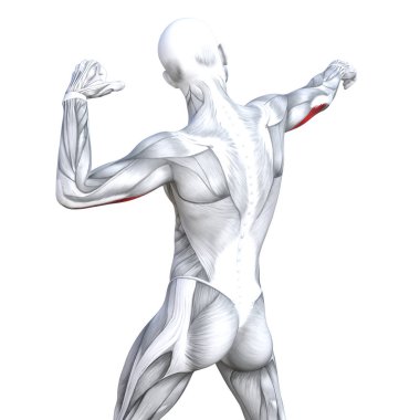 Güçlü insan anatomisi anatomik ve jimnastik salonu kas vücut sağlığı ile biyolojik tendonlar, omurga, fitness tıp kas sistemi için beyaz arka plan izole, kavramı kavramsal 3d çizim triceps uygun