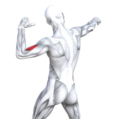Güçlü insan anatomisi anatomik ve jimnastik salonu kas vücut sağlığı ile biyolojik tendonlar, omurga, fitness tıp kas sistemi için beyaz arka plan izole, kavramı kavramsal 3d çizim triceps uygun