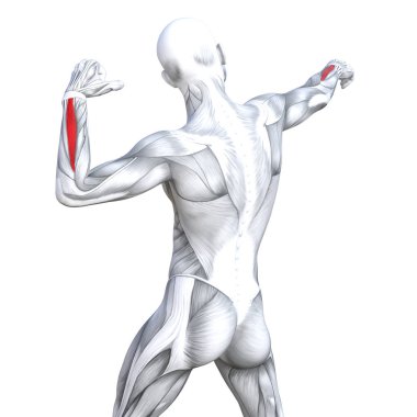 Kavram kavramsal 3d resimde arka güçlü insan anatomisi uygun veya anatomik ve jimnastik salonu kas vücut sağlığı ile biyolojik tendonlar, omurga, fitness tıp kas sistemi için izole, beyaz arka plan