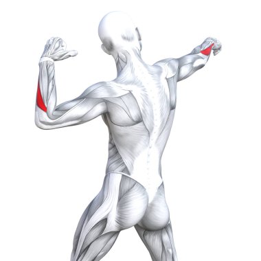 Kavram kavramsal 3d resimde arka güçlü insan anatomisi uygun veya anatomik ve jimnastik salonu kas vücut sağlığı ile biyolojik tendonlar, omurga, fitness tıp kas sistemi için izole, beyaz arka plan