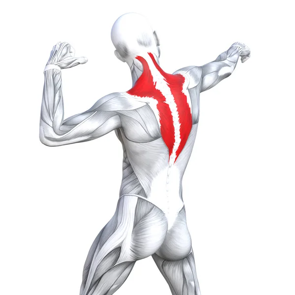 Concepto Conceptual Ilustración Vuelta Ajuste Fuerte Anatomía Humana Anatómica Músculo — Foto de Stock
