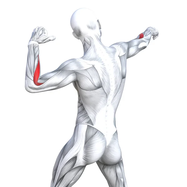 Concept Conceptuel Illustration Retour Fit Anatomie Humaine Forte Muscle Anatomique — Photo
