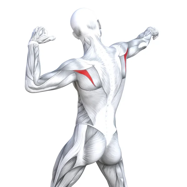 Concetto Concettuale Illustrazione Posteriore Forma Forte Anatomia Umana Anatomica Muscoli — Foto Stock