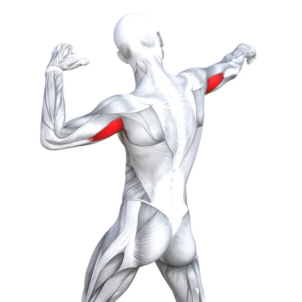 概念概念3D 图示三头肌适合强壮的人体解剖解剖和健身房肌肉隔离 白色背景的身体健康与生物肌腱 健身医疗肌肉系统 — 图库照片
