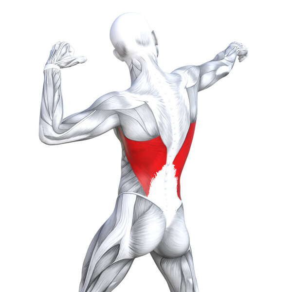 Концепция концептуальной 3D иллюстрации назад подходят сильной анатомии человека или анатомической и тренажерный зал мышцы изолированы, белый фон для здоровья тела с биологическими сухожилиями, позвоночника, фитнес медицинской мышечной системы
