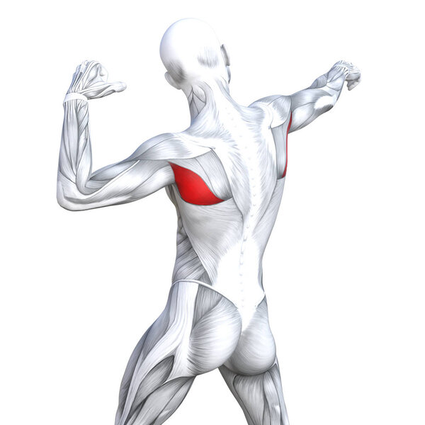 Концепция концептуальной 3D иллюстрации назад подходят сильной анатомии человека или анатомической и тренажерный зал мышцы изолированы, белый фон для здоровья тела с биологическими сухожилиями, позвоночника, фитнес медицинской мышечной системы
