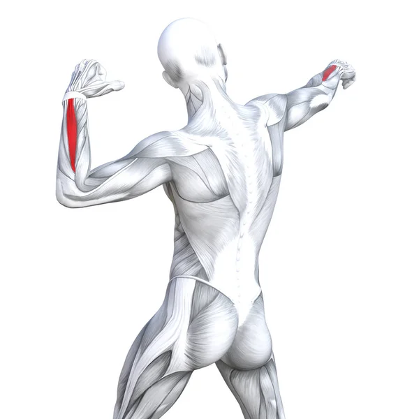 Concetto Concettuale Illustrazione Posteriore Forma Forte Anatomia Umana Anatomica Muscoli — Foto Stock
