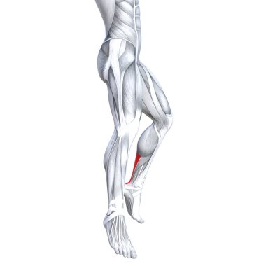 Kavram kavramsal 3d çizim uygun güçlü açık alt bacak insan anatomisi, anatomik kas izole beyaz arka plan vücut tıbbi sağlık tendon ayak ve biyolojik spor salonu fitness kas sistemi için