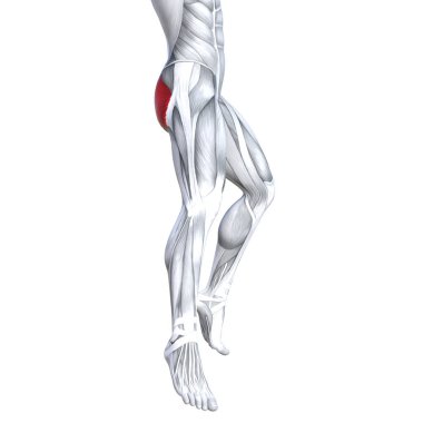 Kavram kavramsal 3d çizim uygun güçlü geri üst bacak insan anatomisi, anatomik kas izole beyaz arka plan vücut tıbbi sağlık tendon ayak ve biyolojik spor salonu fitness kas sistemi için