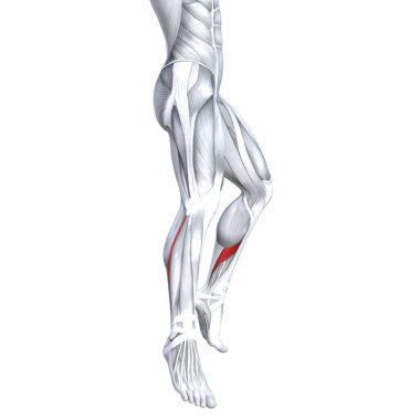 Kavram kavramsal 3d çizim uygun güçlü açık alt bacak insan anatomisi, anatomik kas izole beyaz arka plan vücut tıbbi sağlık tendon ayak ve biyolojik spor salonu fitness kas sistemi için