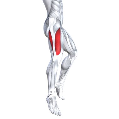 Kavram kavramsal 3d çizim uygun güçlü ön üst bacak insan anatomisi, anatomik kas izole beyaz arka plan vücut tıbbi sağlık tendon ayak ve biyolojik spor salonu fitness kas sistemi için