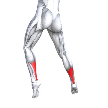 Kavram kavramsal 3d çizim uygun güçlü geri üst bacak insan anatomisi, anatomik kas izole beyaz arka plan vücut tıbbi sağlık tendon ayak ve biyolojik spor salonu fitness kas sistemi için