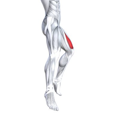 Kavram kavramsal 3d çizim uygun güçlü ön üst bacak insan anatomisi, anatomik kas izole beyaz arka plan vücut tıbbi sağlık tendon ayak ve biyolojik spor salonu fitness kas sistemi için