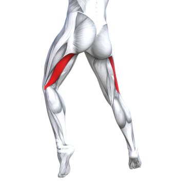 Kavram kavramsal 3d çizim uygun güçlü geri üst bacak insan anatomisi, anatomik kas izole beyaz arka plan vücut tıbbi sağlık tendon ayak ve biyolojik spor salonu fitness kas sistemi için