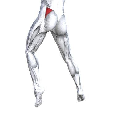 Kavram kavramsal 3d çizim uygun güçlü geri üst bacak insan anatomisi, anatomik kas izole beyaz arka plan vücut tıbbi sağlık tendon ayak ve biyolojik spor salonu fitness kas sistemi için