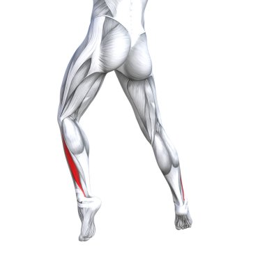 Kavram kavramsal 3d çizim uygun güçlü geri alt bacak insan anatomisi, anatomik kas izole beyaz arka plan vücut tıbbi sağlık tendon ayak ve biyolojik spor salonu fitness kas sistemi için