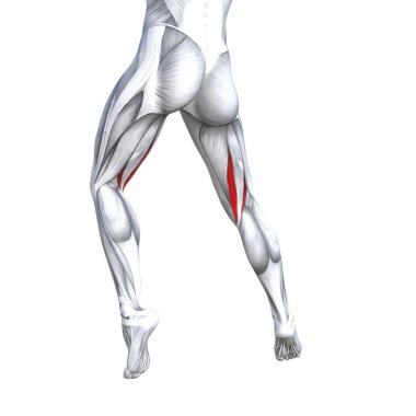 Kavram kavramsal 3d çizim uygun güçlü geri üst bacak insan anatomisi, anatomik kas izole beyaz arka plan vücut tıbbi sağlık tendon ayak ve biyolojik spor salonu fitness kas sistemi için