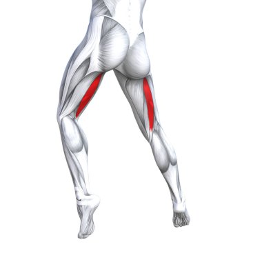 Kavram kavramsal 3d çizim uygun güçlü geri üst bacak insan anatomisi, anatomik kas izole beyaz arka plan vücut tıbbi sağlık tendon ayak ve biyolojik spor salonu fitness kas sistemi için