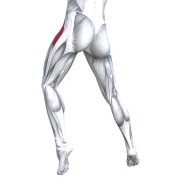 Kavram kavramsal 3d çizim uygun güçlü geri üst bacak insan anatomisi, anatomik kas izole beyaz arka plan vücut tıbbi sağlık tendon ayak ve biyolojik spor salonu fitness kas sistemi için