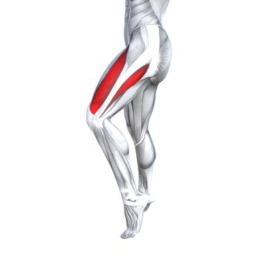Kavram kavramsal 3d çizim uygun güçlü ön üst bacak insan anatomisi, anatomik kas izole beyaz arka plan vücut tıbbi sağlık tendon ayak ve biyolojik spor salonu fitness kas sistemi için