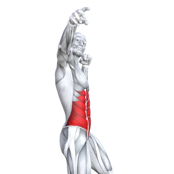 Kavram Kavramsal Çizim Göğüs Uygun Güçlü Insan Anatomisi Veya Anatomik — Stok fotoğraf