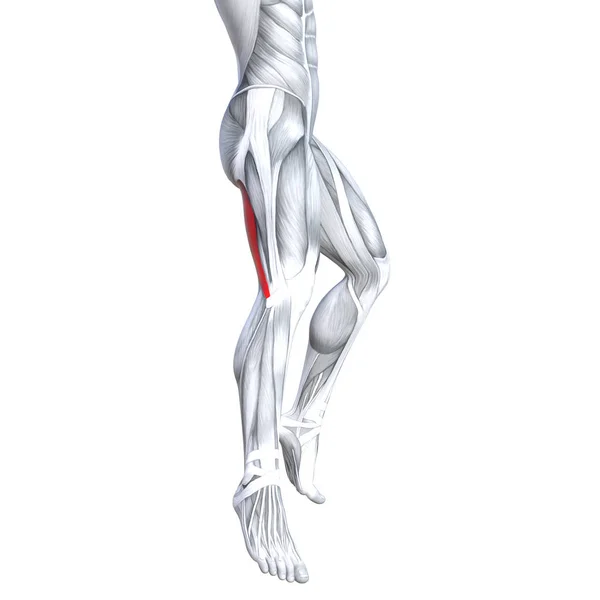 コンセプト概念 イラストに合わせて強い背中上部脚人体解剖学 身体医療健康腱足と生物学的ジム フィットネス筋肉システムの分離された解剖学的筋ホワイト バック グラウンド — ストック写真