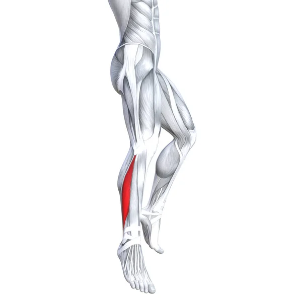 Concetto Concettuale Illustrazione Forma Forte Gamba Anatomia Umana Muscolo Anatomico — Foto Stock