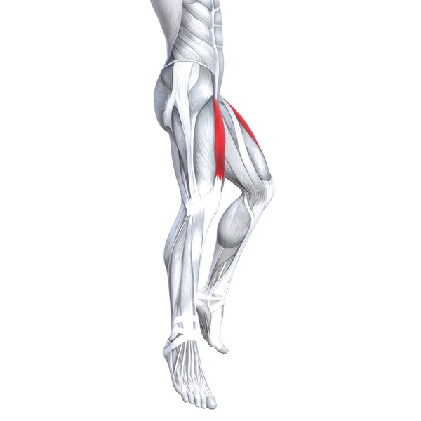 概念概念 图适合强前上部腿人体解剖学 人体医学健康肌腱脚和生物健身房健身肌肉系统解剖肌肉分离白色背景 — 图库照片